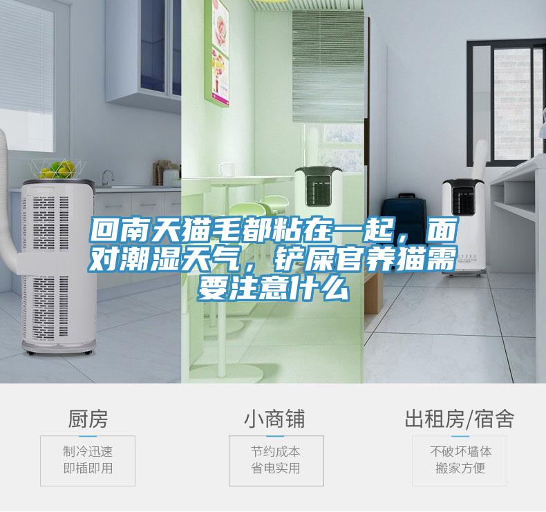 回南天貓毛都粘在一起，面對潮濕天氣，鏟屎官養(yǎng)貓需要注意什么