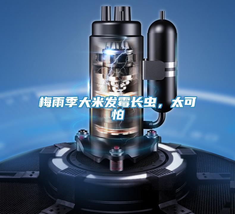 梅雨季大米發(fā)霉長(zhǎng)蟲，太可怕