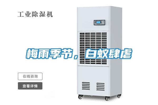 梅雨季節(jié)，白蟻肆虐