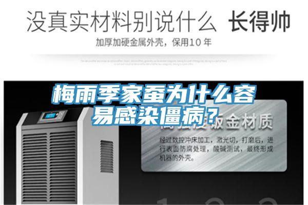 梅雨季家蠶為什么容易感染僵病？
