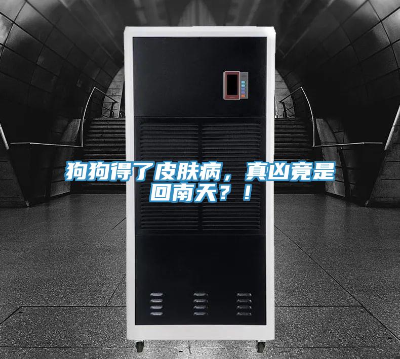 狗狗得了皮膚病，真兇竟是回南天？！