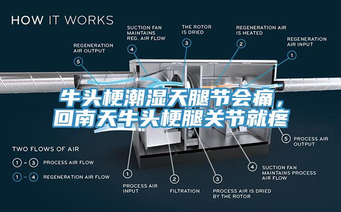 牛頭梗潮濕天腿節(jié)會痛，回南天牛頭梗腿關(guān)節(jié)就疼