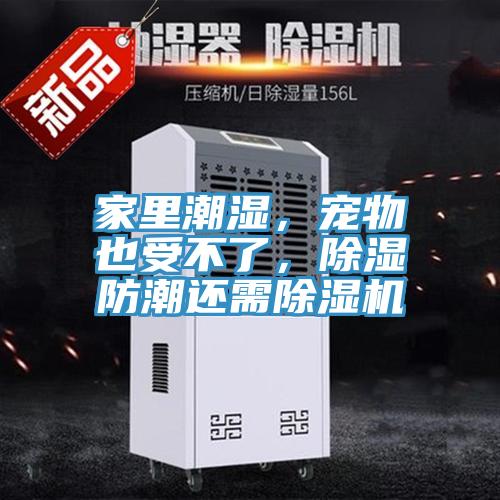 家里潮濕，寵物也受不了，除濕防潮還需除濕機