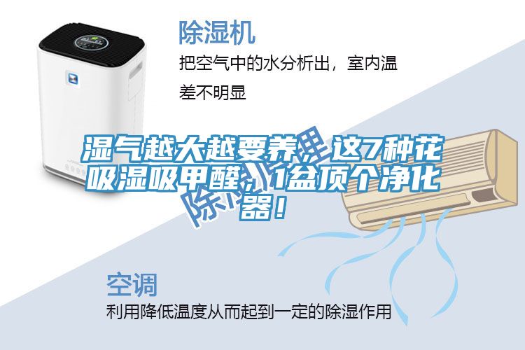 濕氣越大越要養(yǎng)，這7種花吸濕吸甲醛，1盆頂個凈化器！