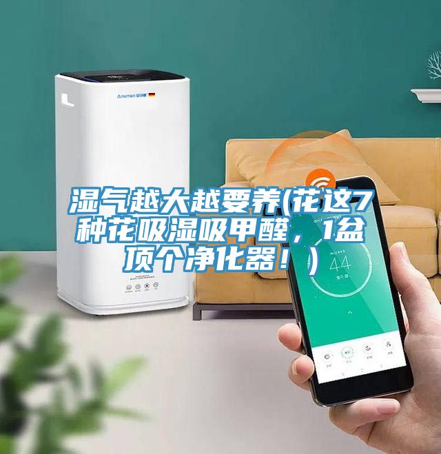濕氣越大越要養(yǎng)(花這7種花吸濕吸甲醛，1盆頂個凈化器！)